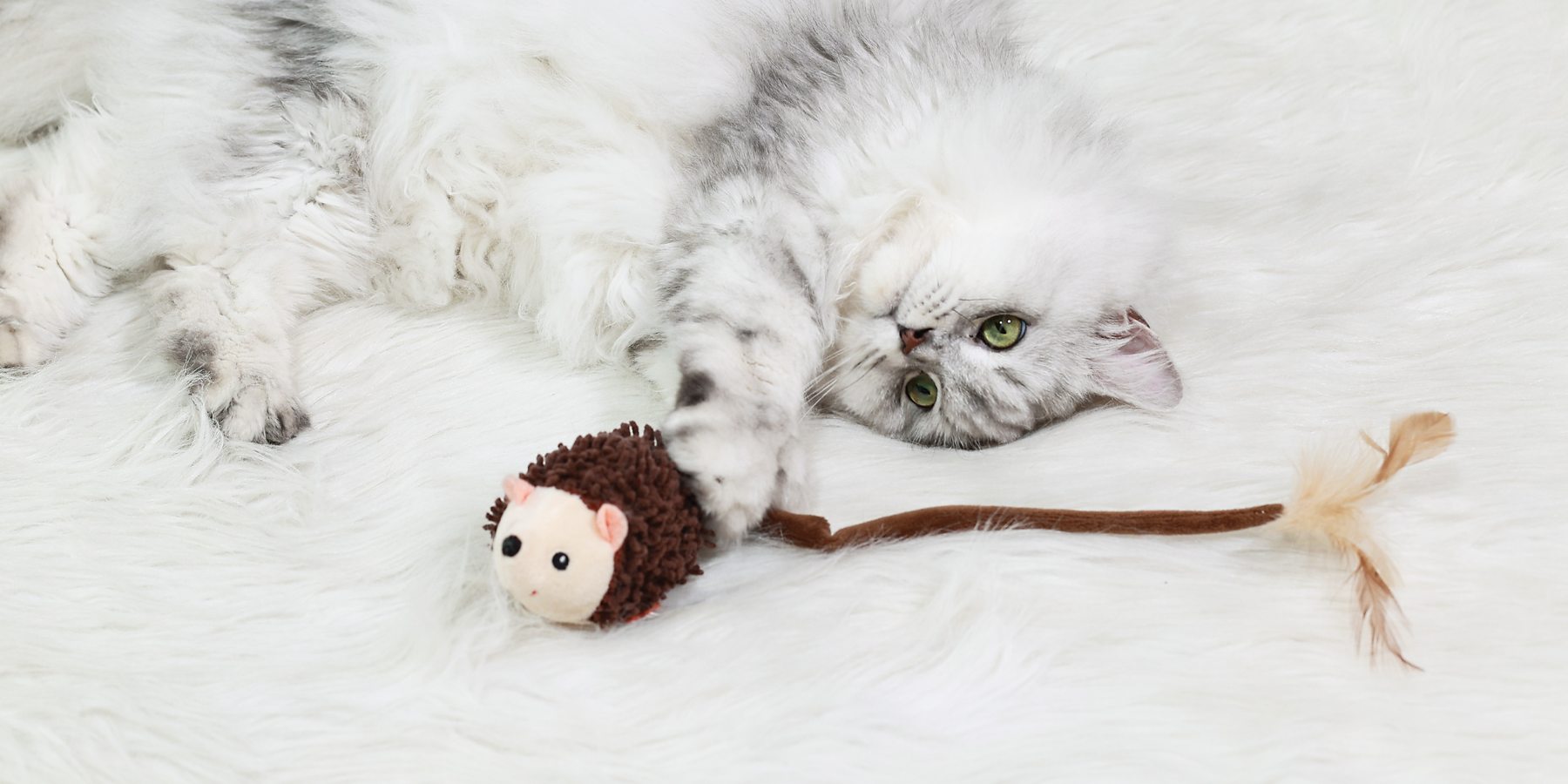 A fluffy grey cat lying on a white rug next to the Migipaws rolling hedgehog toy