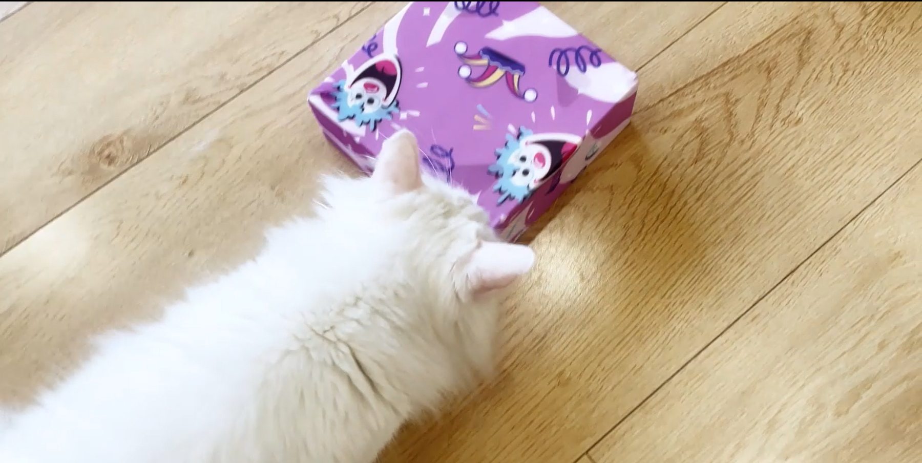 A white kitten playing with the purple MigiBox PopSkin