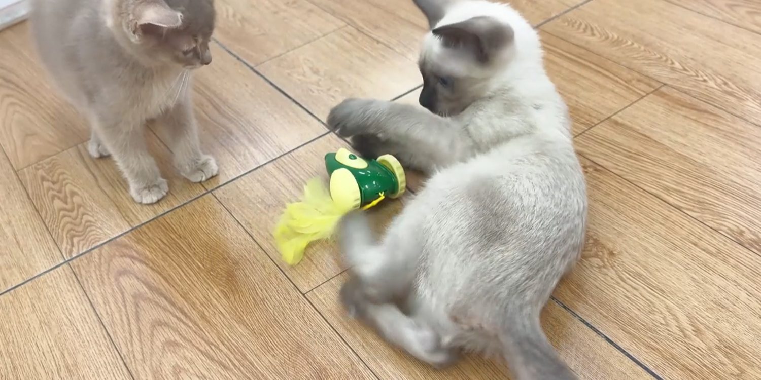 Cats playing with the Migipaws Migicar Automatic Mouse Cat Toy