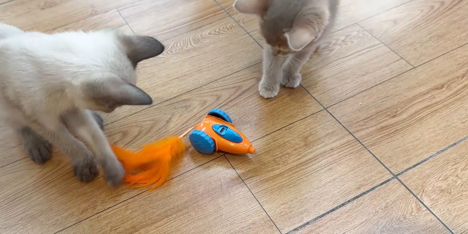 Cats playing with the Migipaws Migicar Automatic Mouse Cat Toy