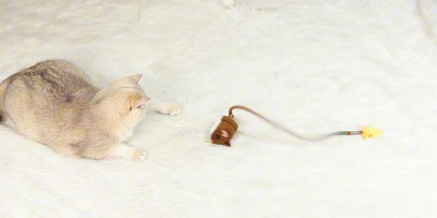 Cats playing with the Migipaws MigiMouse Rolling Cat Toy