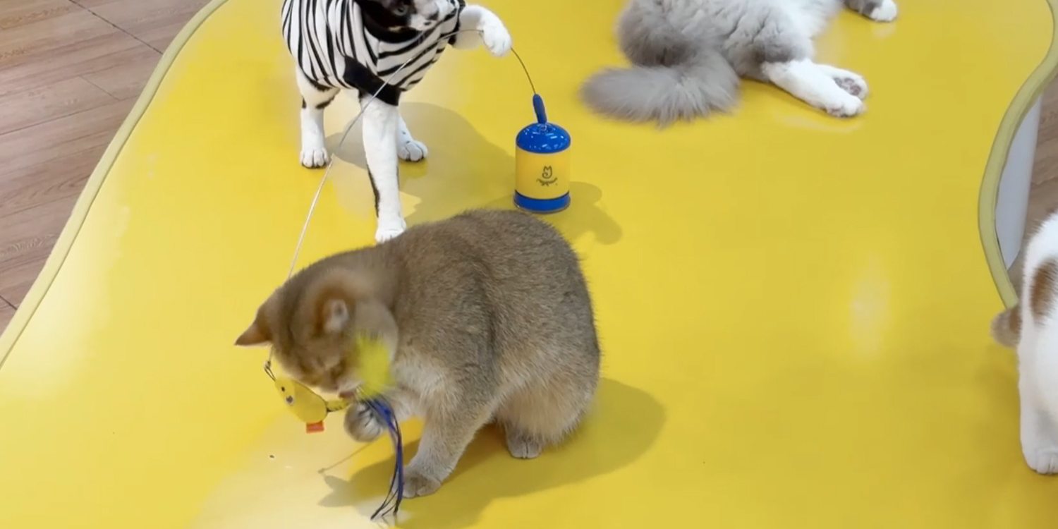 Cats playing with the Migipaws Migi-Teaser Automatic Wand with Suction Cup