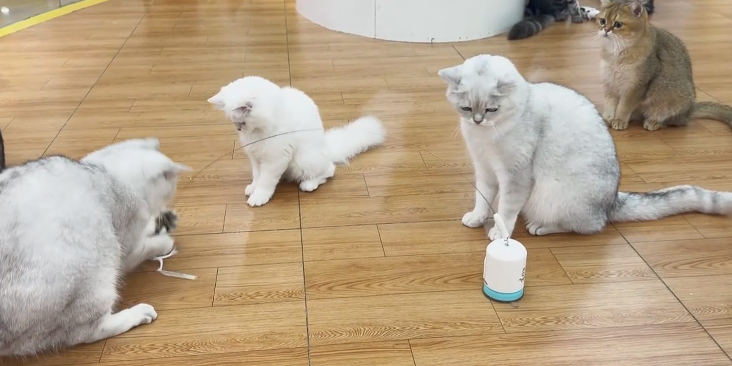 Cats playing with the Migipaws Migi-Teaser Automatic Wand with Suction Cup